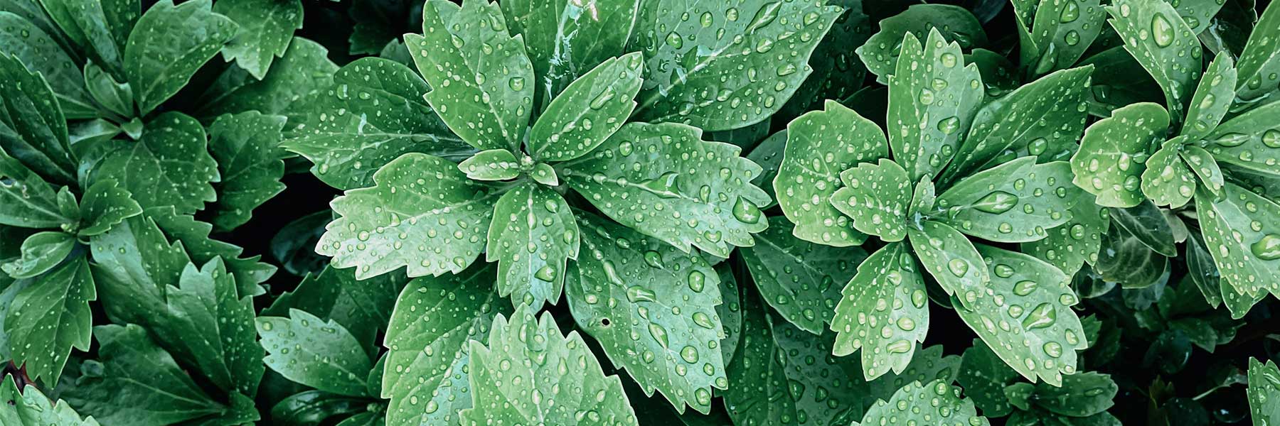 Pachysandra – Schmuck