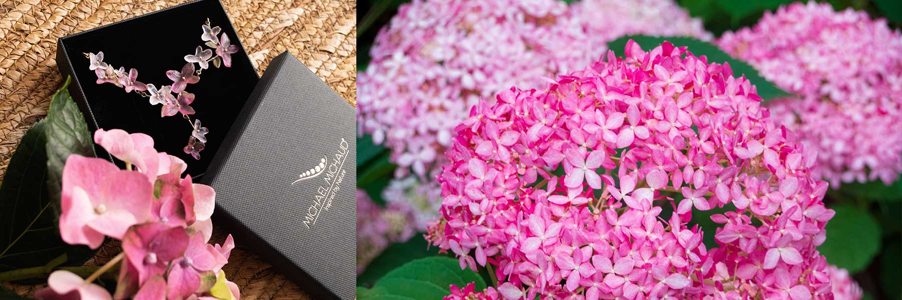 Pinke Hortensie