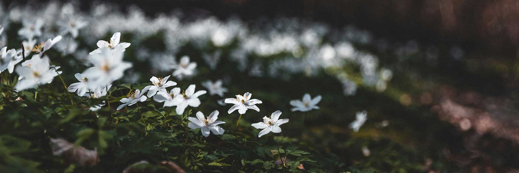 Frühlingsranken Schmuck