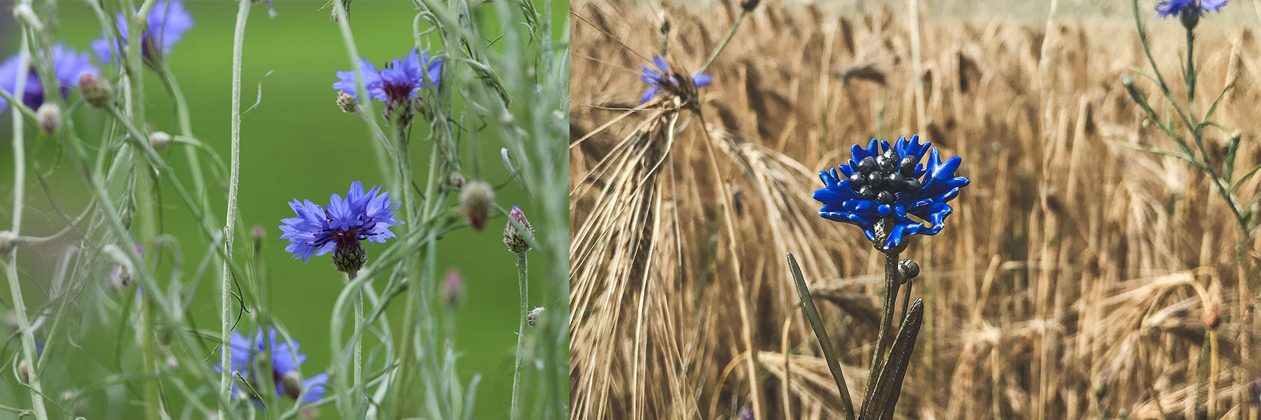 Blaue Kornblume Schmuck