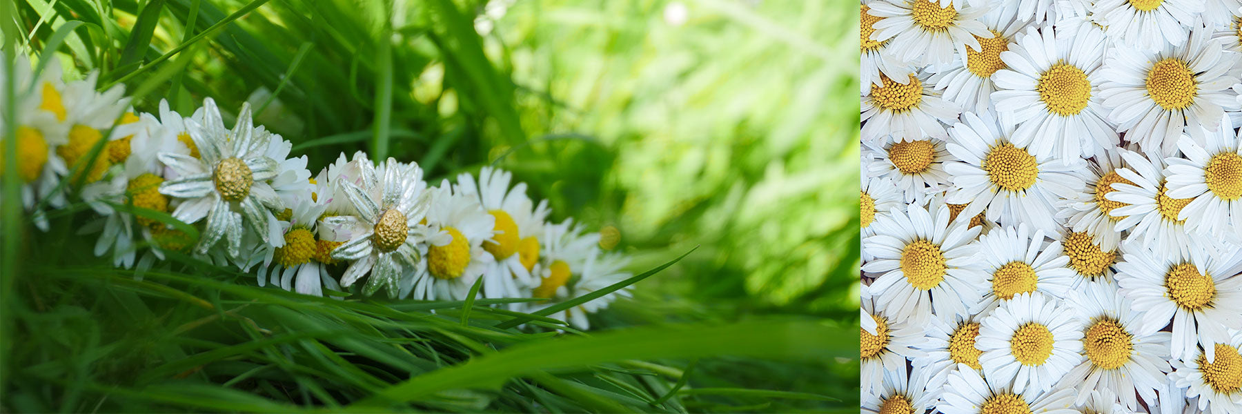 Gänseblümchen Schmuck