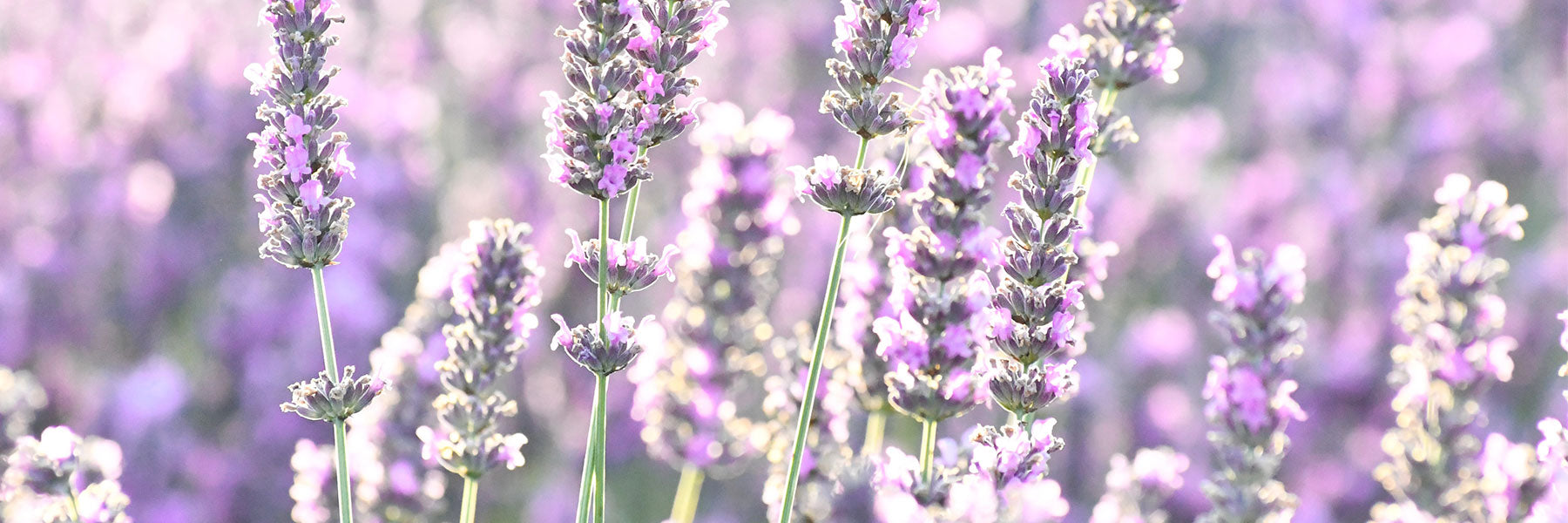 Französischer Lavendel Schmuck