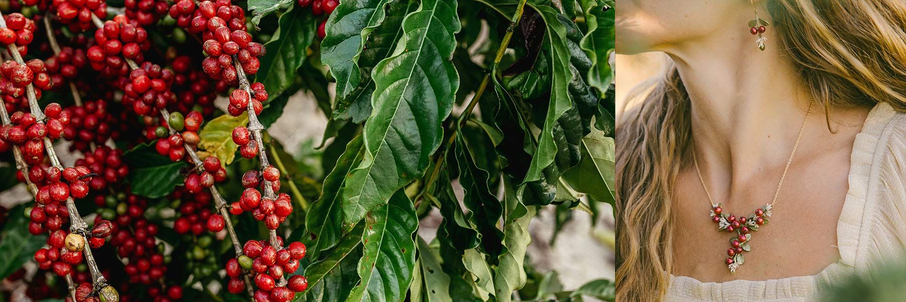 Ungeröstete Kaffeebohnen