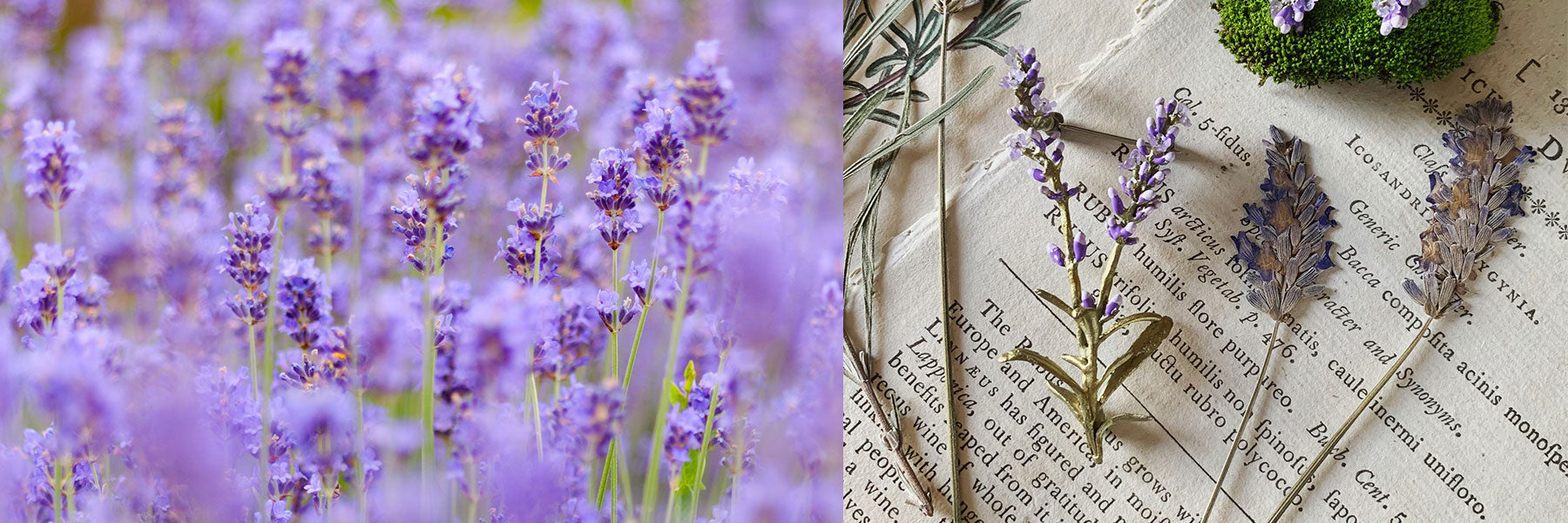 Lavendel Schmuck