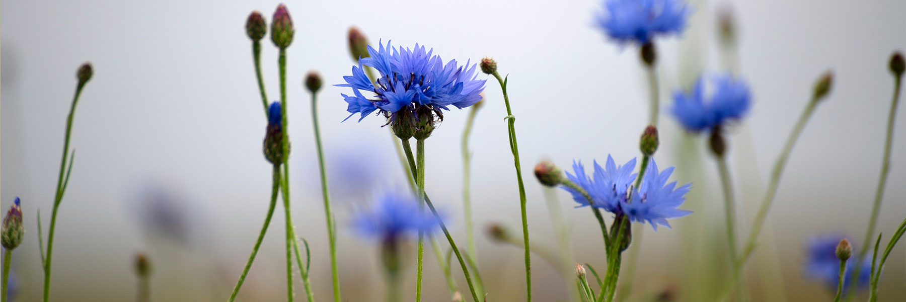 Kornblumen Schmuck