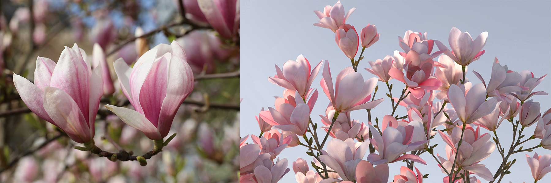 Rosa Magnolien Schmuck